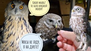 Сыч Лучик устал ждать мясов и поймал ужин сам. Сова Ёль не ест мышей, потому что сами такое ешьте!