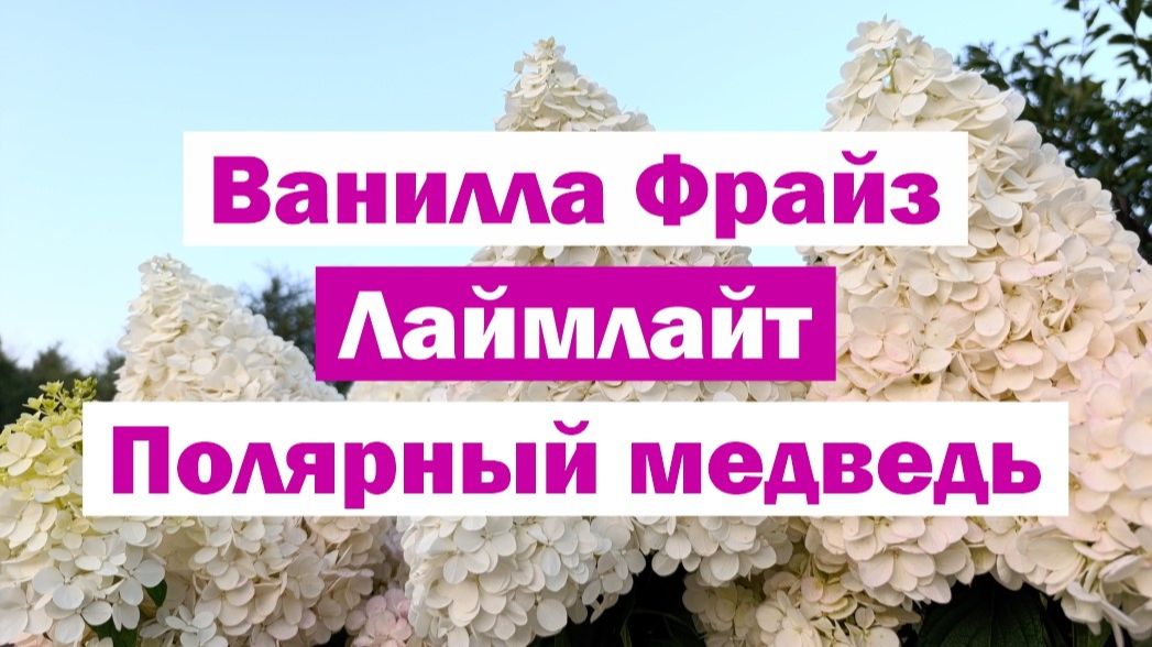 Обзор метельчатых гортензий: ВАНИЛЛА ФРАЙЗ, ЛАЙМЛАЙТ, ПОЛЯРНЫЙ МЕДВЕДЬ