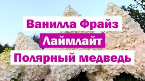 Обзор метельчатых гортензий: ВАНИЛЛА ФРАЙЗ, ЛАЙМЛАЙТ, ПОЛЯРНЫЙ МЕДВЕДЬ