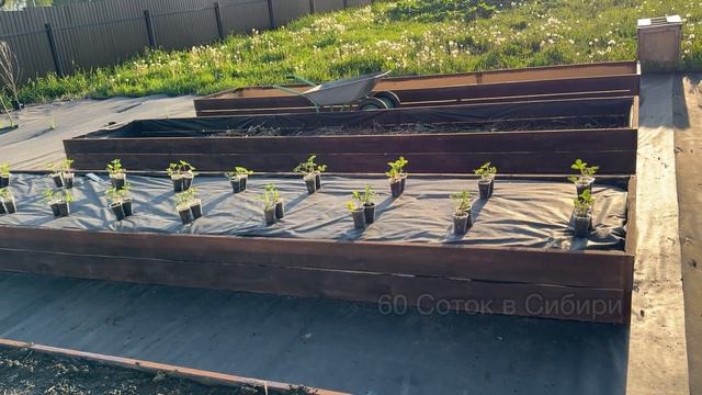 КЛУБНИКА ЗАВАЛИТ УРОЖАЕМ! Уход, обрезка, обработка в Августе!