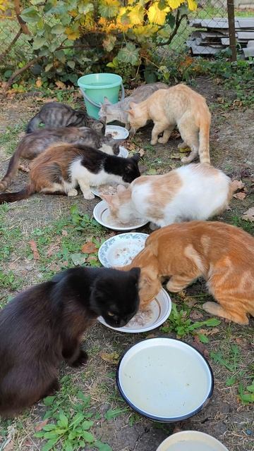 Барсик и Сильвер подружились🐱😺