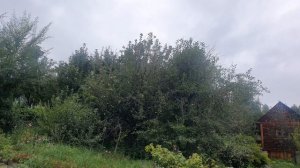 Заморосило