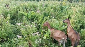 Как вывозили маму.