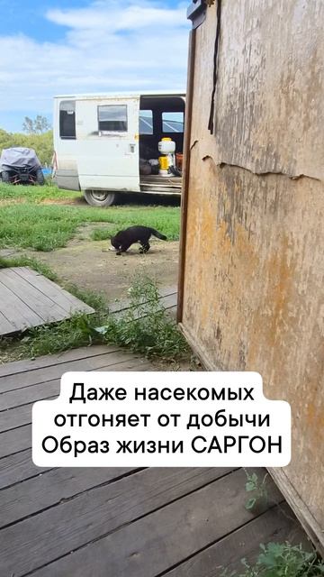 кошка добытчица в саргоне