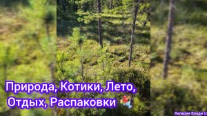 Природа, Котики, Лето, Отдых,, Распаковки 😼