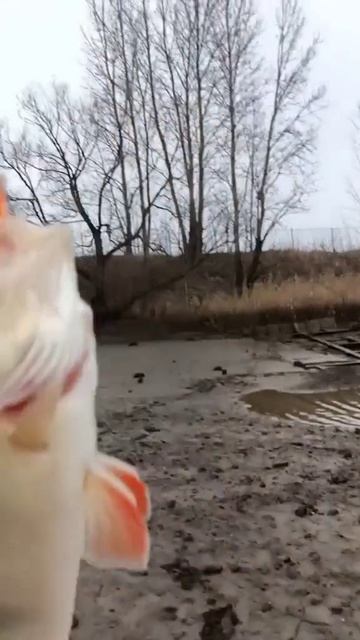 НА ОКУНЯ.