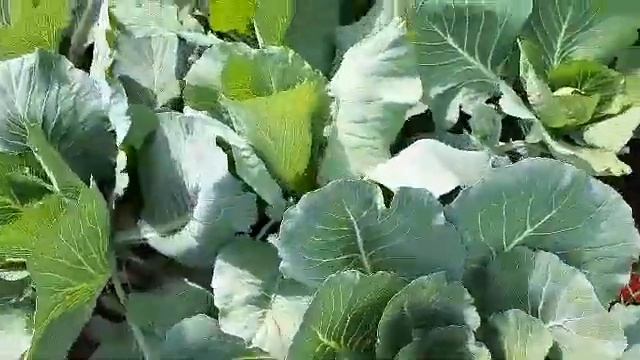 2563.  Чтобы  плотным был кочан......