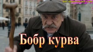 Вести из Польши. Бобр курва