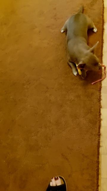 Всем добрый вечер)😊🐶08-08-2026