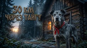 30 км через тайгу: Куда вёл пёс Степана? |  ТАЕЖНЫЕ РАССКАЗЫ | РЕКИ ВРЕМЕН