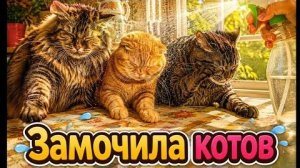 8.08. 26. В городе духота. Замочила котов. Кася охотится на мух.