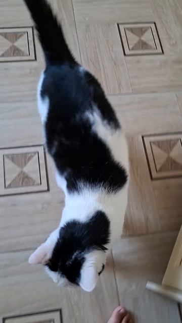 У Роки обед🍽🍲😻