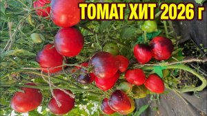 Томат Хит этого сезона, крупноплодный, мясистый, сладкий и мега урожайный