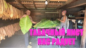 УБОРКА ТАБАКА в разгаре. Наш табачный дом полностью заполнен. МОНТАЖ ЭЛЕКТРОПРОВОДКИ приближается к