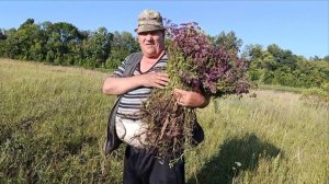 ВОТ НЕУГОМОННЫЕ, СЪЕЗДИЛИ ЗА ДУШИЦЕЙ, ЖАРА , ЗАПАСЫ НА ЗИМУ