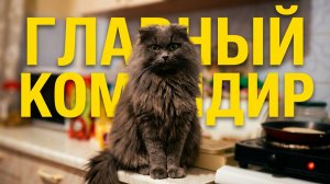 Кошка старается