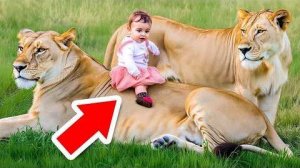 [WTFакт] - Животные, Спасшие Людей