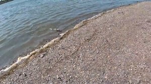 ОТВОДНОЙ ПОВОДОК