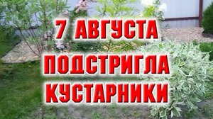 7 августа. Работаю в жару. Подстригла свои декоративные кустарники