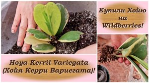Купили Хойю на Wildberries! Hoya Kerrii Variegata (Хойя Керри Вариегата)!