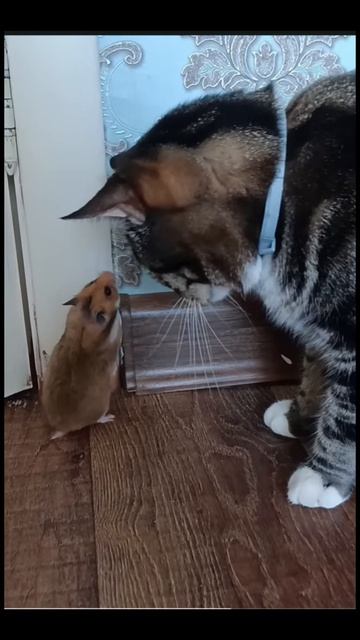 мой хомяк знакомится с моим котом 🌅🐹🌼.   🌄💜😼