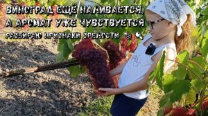 Дочка нашла сорт с необычным ароматом: обзор виноградника 7 августа