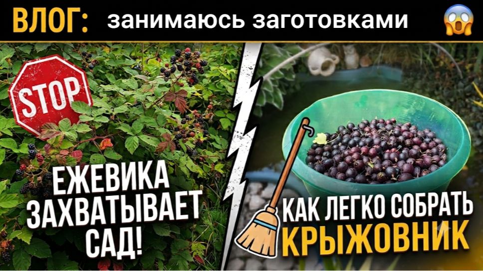 ВЛОГ.ЕЖЕВИКА АТАКУЕТ! 😱 Больше НЕ колю руки! Гениальный способ собрать крыжовник за минуты.