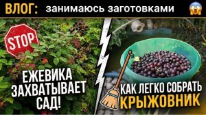 ВЛОГ.ЕЖЕВИКА АТАКУЕТ! 😱 Больше НЕ колю руки! Гениальный способ собрать крыжовник за минуты.