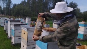 Начинаю сбор урожая 06.08.2026 г.