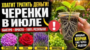 ХВАТИТ ПОКУПАТЬ САЖЕНЦЫ! 16 РАСТЕНИЙ, КОТОРЫЕ НУЖНО ЧЕРЕНКОВАТЬ В ИЮЛЕ