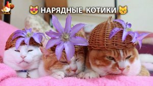 Нарядные Котики дома и на солнышке 🌞 🐈🐈🐈 (18)