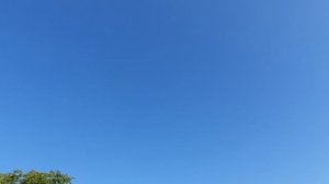 08.08.26 г. Андижанская порода голубей (2)