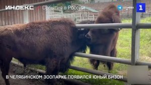 В Челябинском зоопарке появился юный бизон
