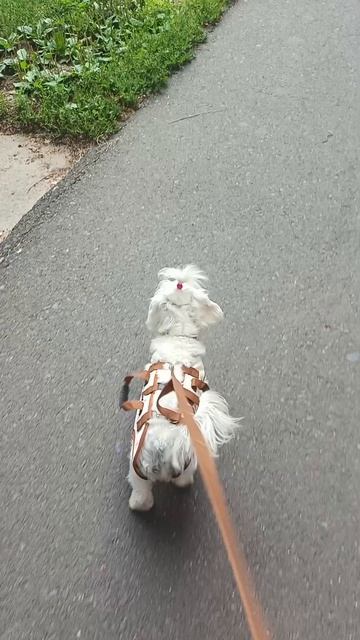 Луша в новой шлейке.