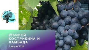 Виноград Юбилей Кострикина и Ламбада. 7 августа 2026