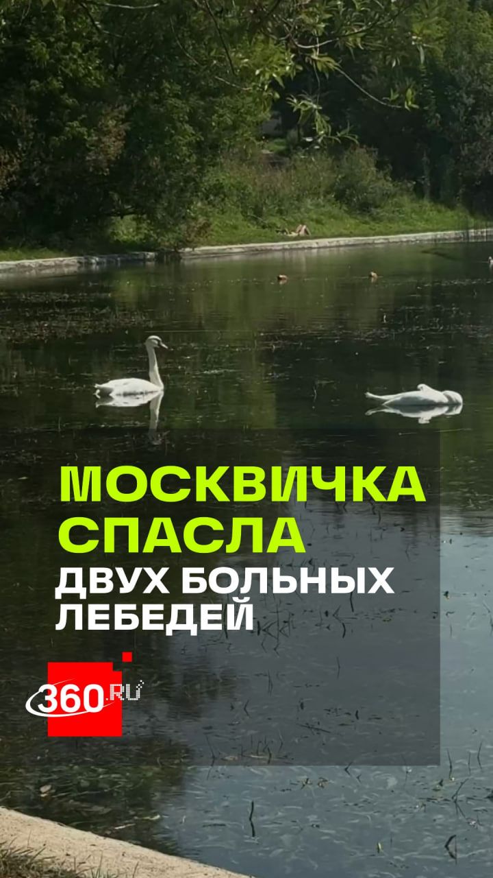 Не прошла мимо: москвичка спасла двух больных лебедей в пруду