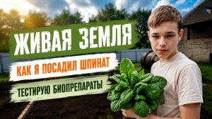Школьный проект. Эксперимент со шпинатом