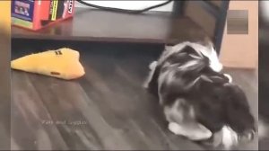 Всячинки