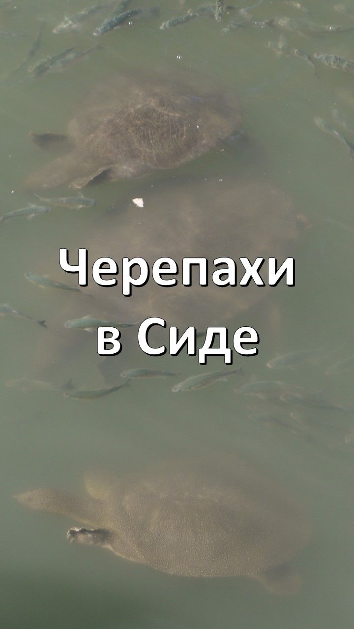 Черепахи в окрестностях Сиде (Турция)