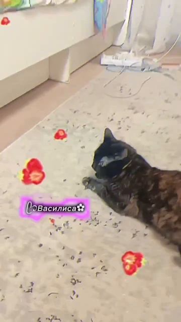 моя булочка 🥰❤️😍😻
