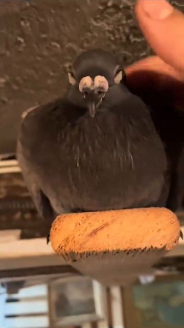 мой маленький кфс