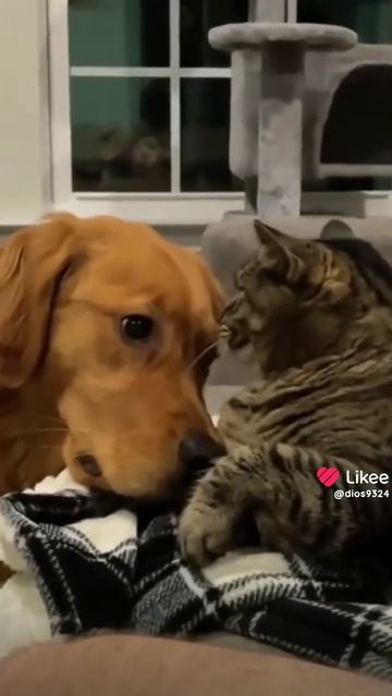 Кошки 🐱 🐱 🐱 и Собаки 🐕 🐕 🐕!!!