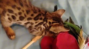 Енот Алис-Бриллиант 1месяц и 20 дней.