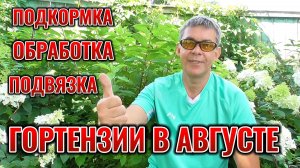 Уход за ГОРТЕНЗИЕЙ МЕТЕЛЬЧАТОЙ В АВГУСТЕ: обработка, подкормка и подвязка