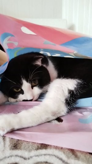 #ВэтотДень #кот тайсан, весёлые коты, видосики от кота, прикольные кошки