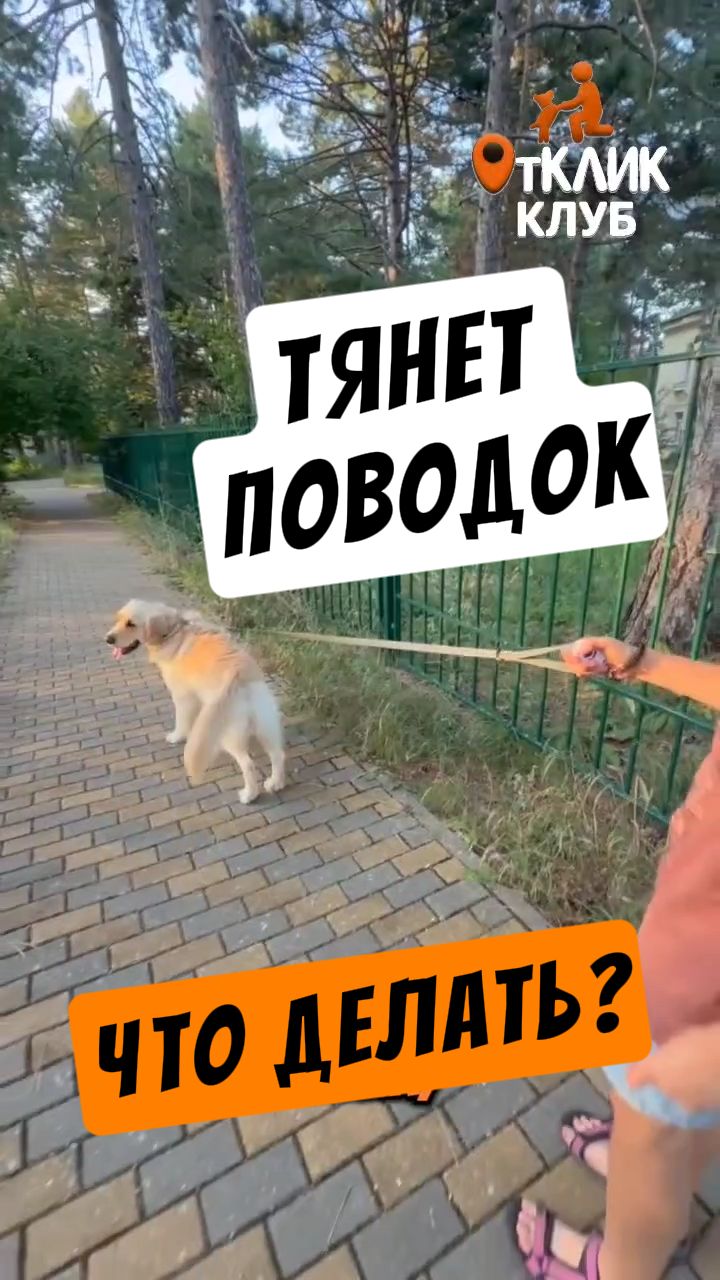 Тянет поводок. Что делать?
