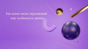 Как кошки видят окружающий мир: особенности зрения