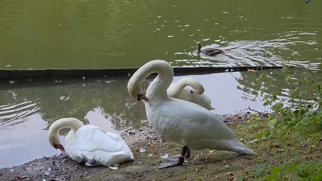Водоплавающие друзья 🦆🦢