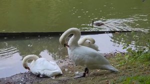 Водоплавающие друзья 🦆🦢