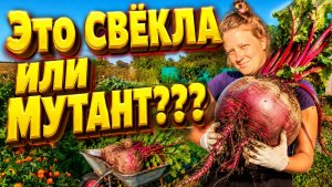 ЭТО СВЁКЛА ИЛИ МУТАНТ | Дом в деревне | Деревенская жизнь